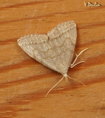 Pechipogo strigilata