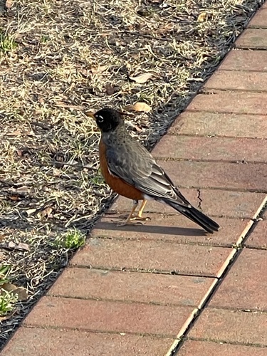 American Robin