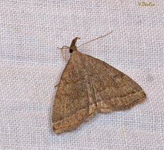 Pechipogo strigilata