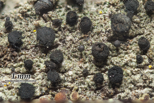 iNaturalist observation photo of Acolium