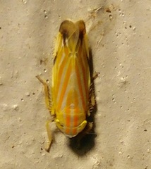 Deltanus texanus