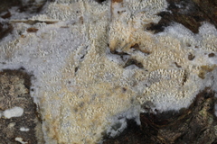 Hyphodontia arguta