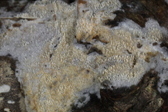 Hyphodontia arguta