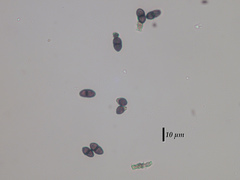 Acolium