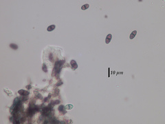 Acolium