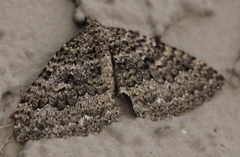 Triphosa californiata