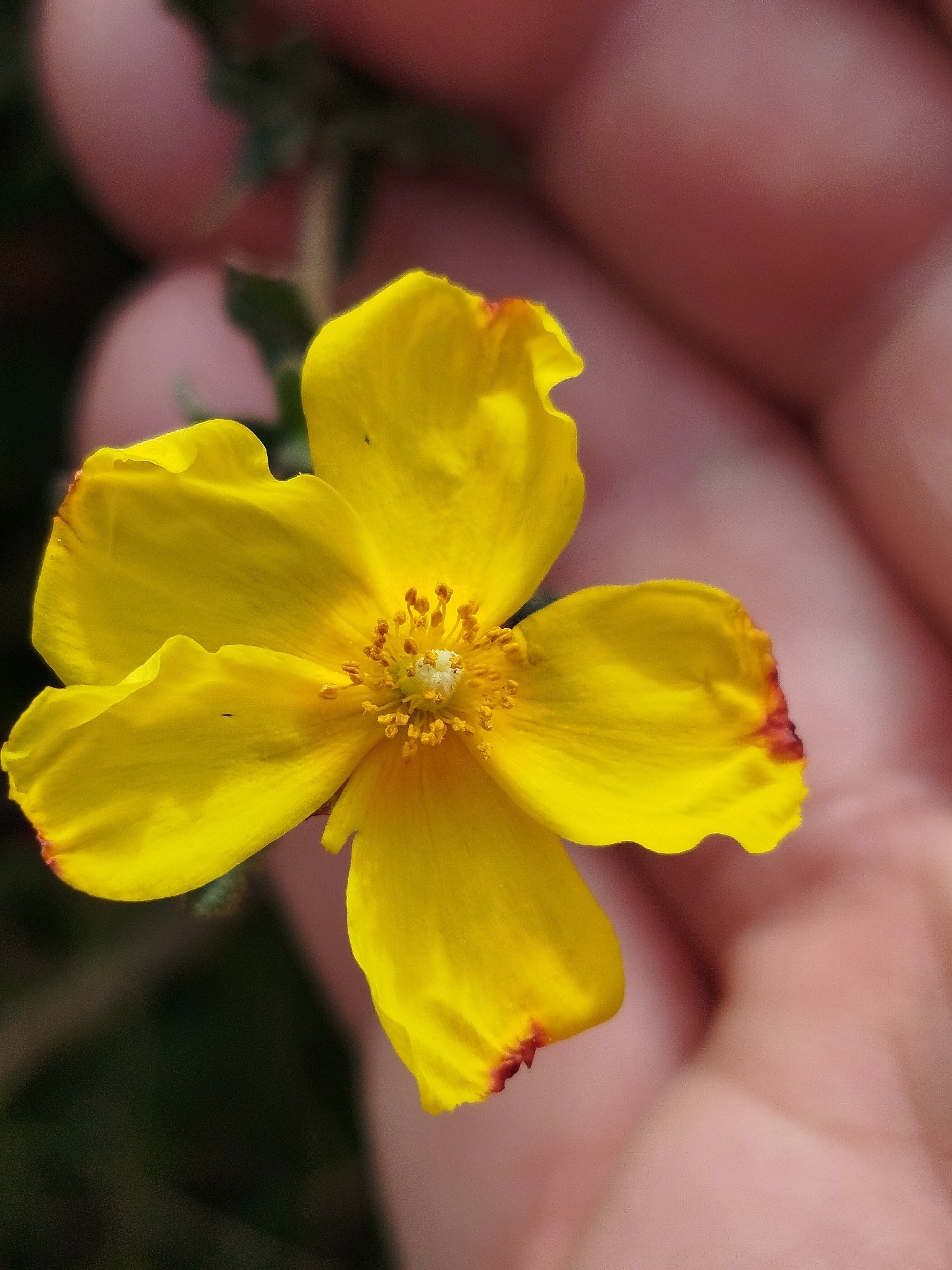 Woolly Rock Rose (Cistus lasianthus)