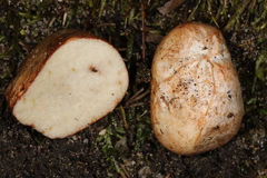 Rhizopogon rubescens