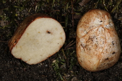 Rhizopogon rubescens