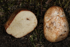 Rhizopogon rubescens