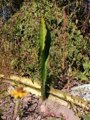 Acanthocereus