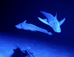 Abyssal Ghostshark photo 2