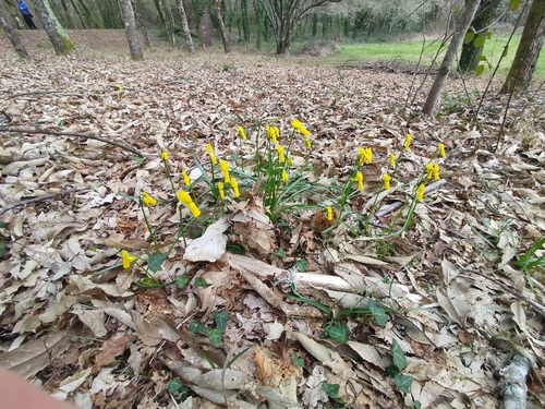 Narcissus cyclamineus, photograph 5