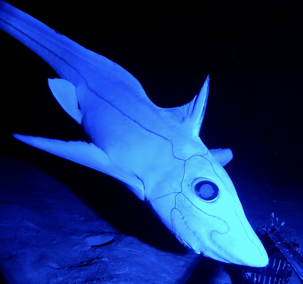 Abyssal Ghostshark