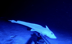 Abyssal Ghostshark photo 3
