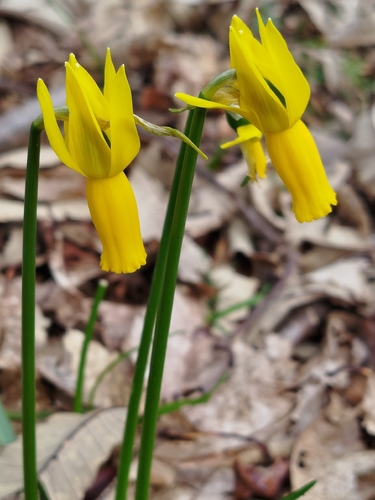 Narcissus cyclamineus, photograph 6