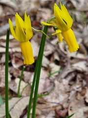 Narcissus cyclamineus, photograph (c) Celestino Quintela Sabarís, some rights reserved (CC BY)