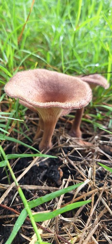 Panus strigellus