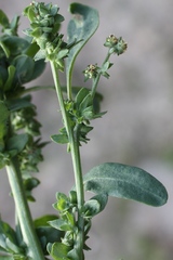 Atriplex laevis