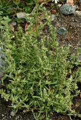 Atriplex laevis