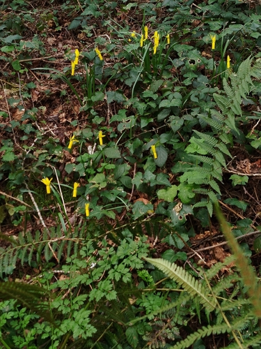Narcissus cyclamineus, photograph 4