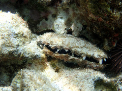 Pinctada margaritifera