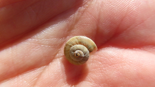 Theba pisana pisana