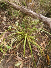 Carex spinirostris
