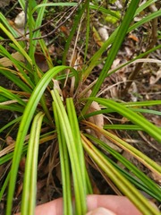 Carex spinirostris