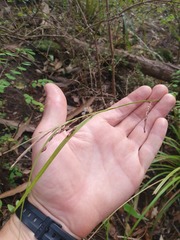 Carex spinirostris