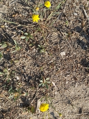 Senecio glaucus