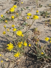 Senecio glaucus