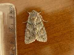 Andropolia aedon