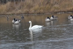 Cygnus columbianus columbianus