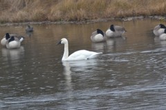 Cygnus columbianus columbianus