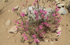 Silene psammitis
