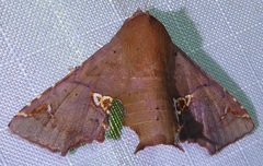 Targallodes vittalba