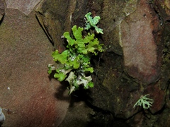 Tuckermanopsis chlorophylla