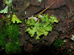 Tuckermanopsis chlorophylla