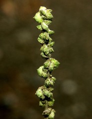 Atriplex oblongifolia