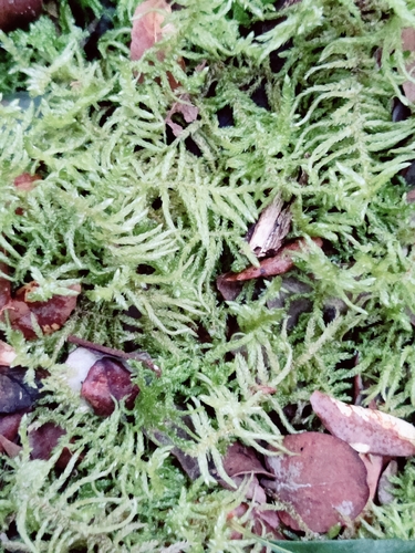 Pseudoscleropodium purum, 2026-01-12