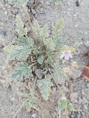 Erodium ciconium