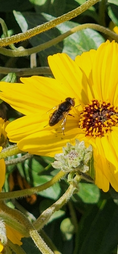 Unknown species found near Pacific Coast-Newland, Huntington Beach, CA 92646, USA