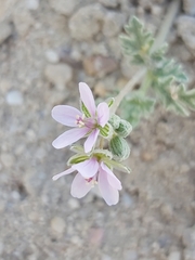 Erodium ciconium