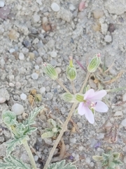 Erodium ciconium