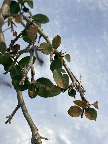 Japanese Holly (Ilex crenata)