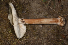 Amanita aestivalis