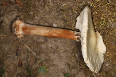 Amanita aestivalis