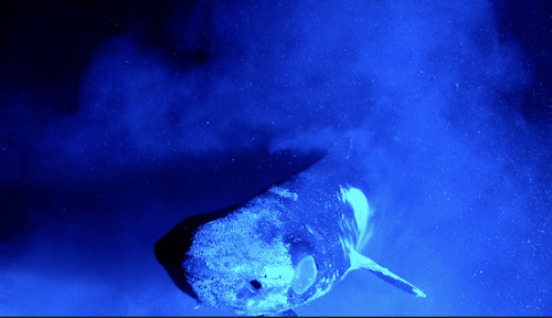 Roughskin dogfish (Centroscymnus owstonii) — Somniosidae — 3