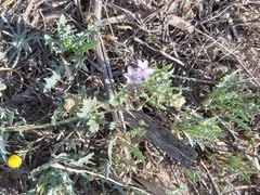 Erodium ciconium